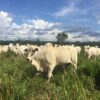 Fazenda - REF 010