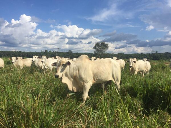 Fazenda - REF 010