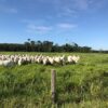 Fazenda - REF 010