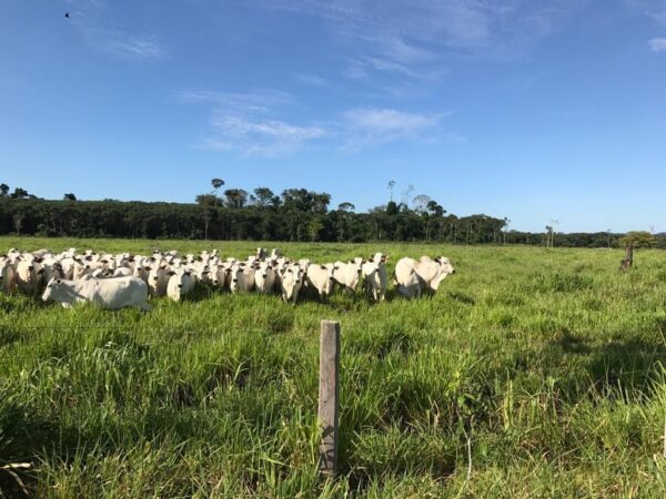 Fazenda - REF 010