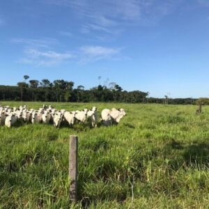 Fazenda - REF 010