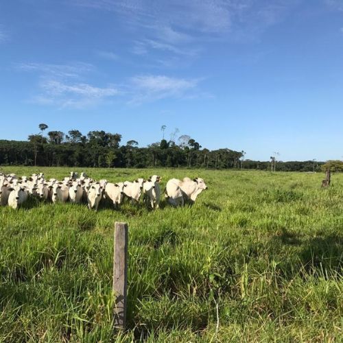 Fazenda - REF 010